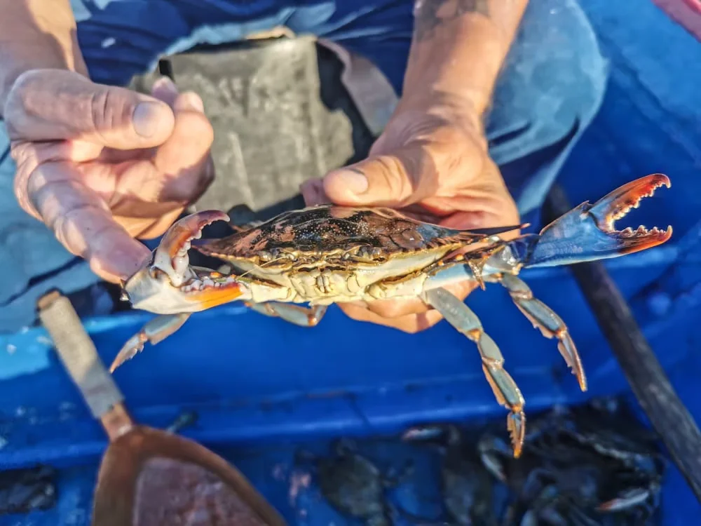 L’invasion du crabe bleu Callinectes sapidus en Méditerranée, Zoom sur la Corse